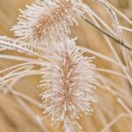grass, herbs, ipad wallpaper, phone wallpaper, mobile wallpaper 4k, frost, samsung wallpaper, winter, mobile wallpaper, beautiful wallpaper, nature, iphone wallpaper, wallpaper, lock screen wallpaper, minimalism, background