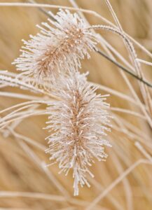 grass, herbs, ipad wallpaper, phone wallpaper, mobile wallpaper 4k, frost, samsung wallpaper, winter, mobile wallpaper, beautiful wallpaper, nature, iphone wallpaper, wallpaper, lock screen wallpaper, minimalism, background