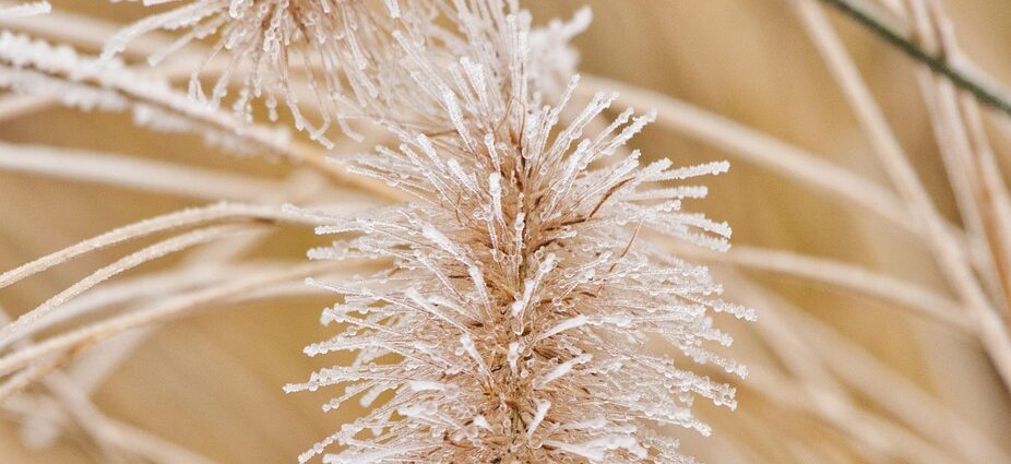 grass, herbs, ipad wallpaper, phone wallpaper, mobile wallpaper 4k, frost, samsung wallpaper, winter, mobile wallpaper, beautiful wallpaper, nature, iphone wallpaper, wallpaper, lock screen wallpaper, minimalism, background