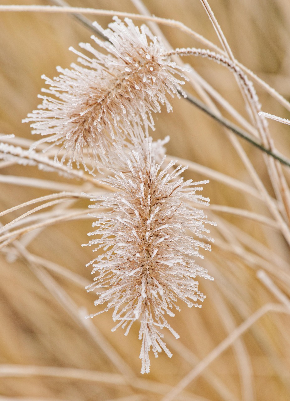 grass, herbs, ipad wallpaper, phone wallpaper, mobile wallpaper 4k, frost, samsung wallpaper, winter, mobile wallpaper, beautiful wallpaper, nature, iphone wallpaper, wallpaper, lock screen wallpaper, minimalism, background