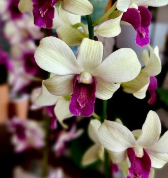 larat orchid, the flowers of indonesian identity, especially in maluku, dendrobium phalaenopsis, vappodes phalaenopsis, dendrobium bigibbum, the orchidaceae family, anggrek, orchid, jakarta, indonesia, bunga, kembang, bunga anggrek, moon orchid