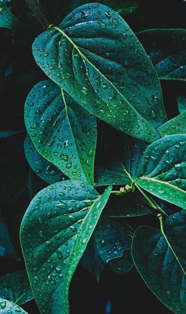 leaves, raindrops, plants, green, wet, waterdrops, chlorophyll, rainy weather, art, beautiful wallpaper, weather, garden, nature, background