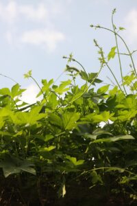 vine, plant, backlight, nature, leaf, ivy, fence, wall, stem, leaves