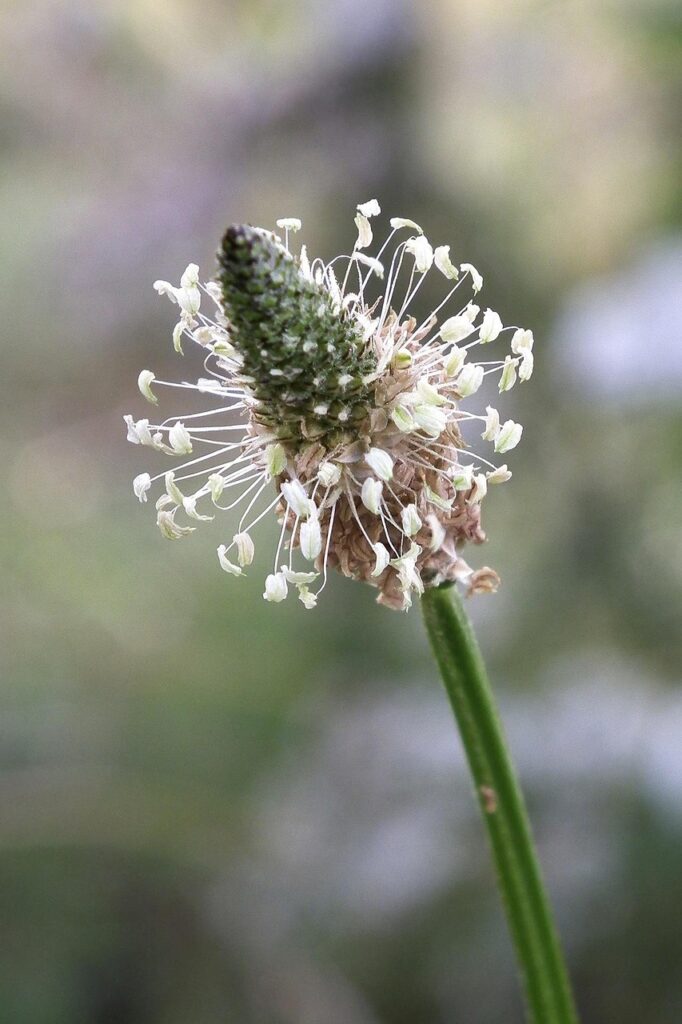 plantain, plant, healing power, nature, stem