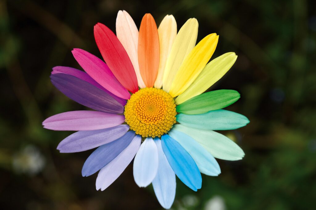 marguerite, daisy, rainbow colors, flower wallpaper, variety of colors, beautiful flowers, colorful, multicoloured, tolerance, diverse, flower, blossom, bloom, nature, discrimination, racism, acceptance, plant, flora, flower background, colorful flower, colorful petals, close up, rainbow, diversity, lgbtq, solidarity