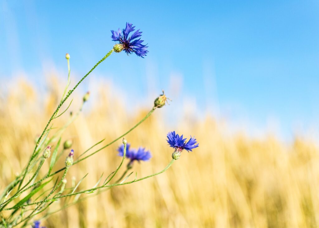 cornflower, wildflower, flower meadow, blossom, bloom, nature, flora, blue, plant, summer, cornflower, cornflower, cornflower, cornflower, cornflower, wildflower, nature, summer, summer, summer