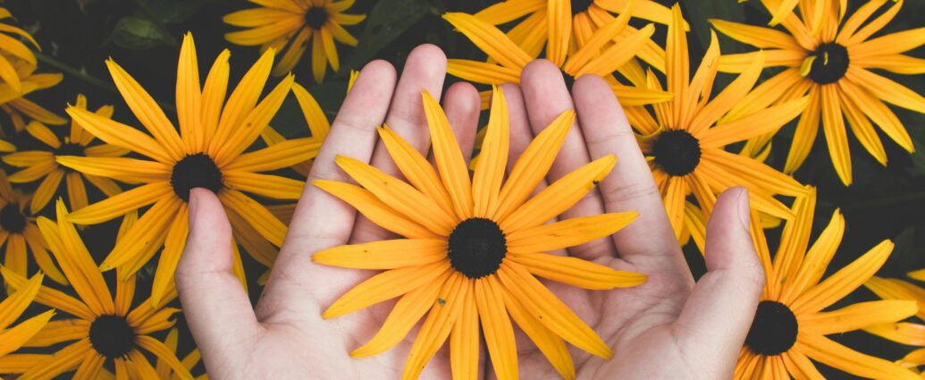 Close-up of hands holding vibrant yellow daisies, showcasing natural beauty and floral pattern.