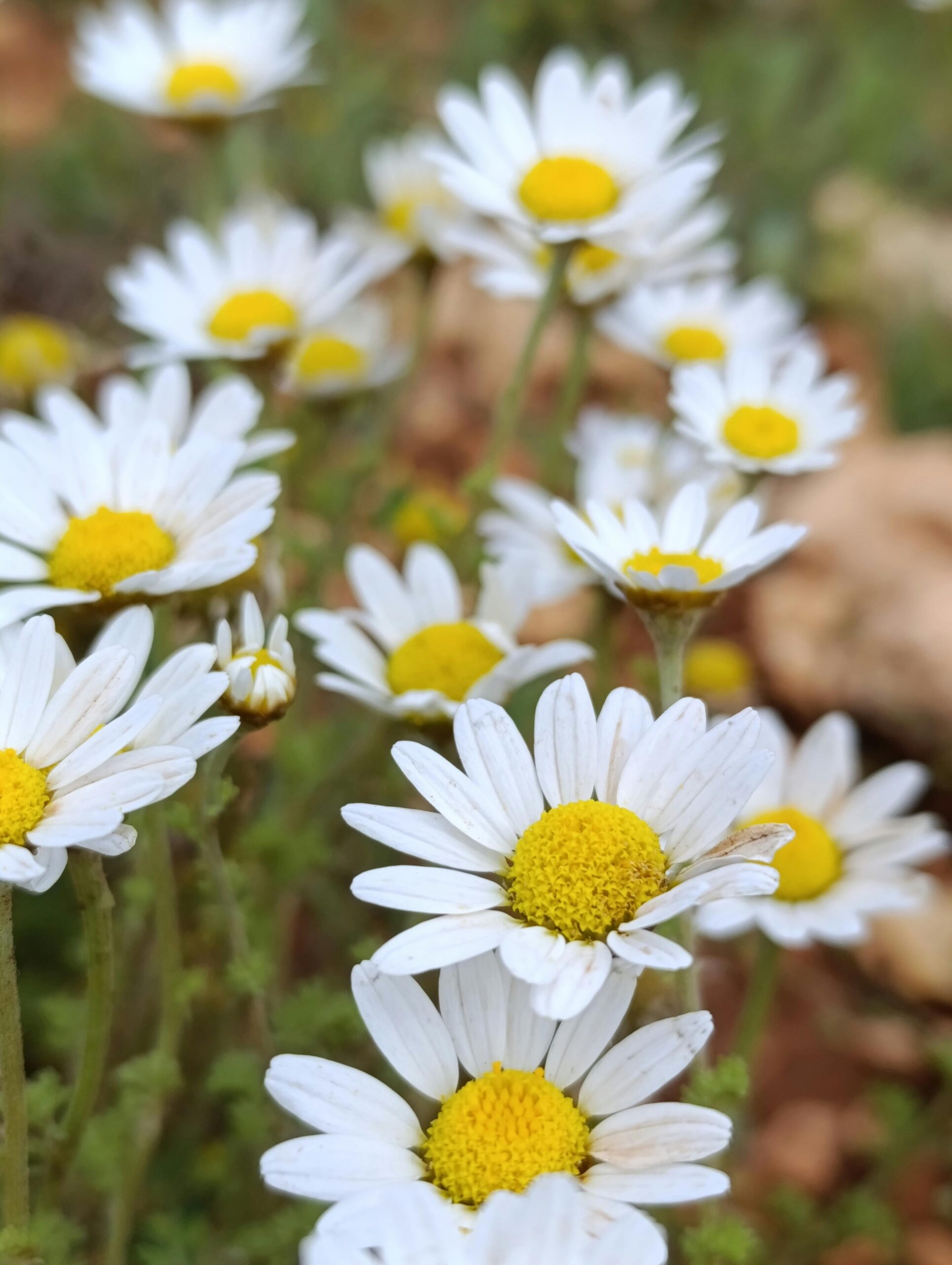A detailed view of blooming chamomile flowers in a natural setting.