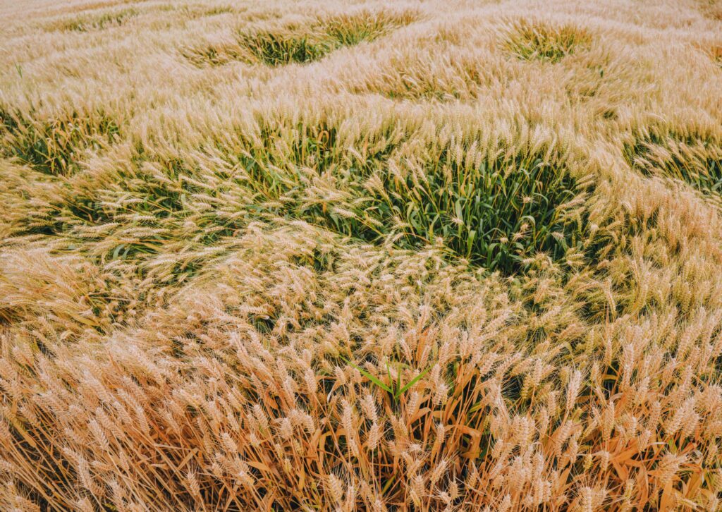 Golden wheat field dense and ready for harvest, showcasing natural abundance.