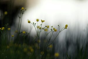 Beautiful yellow buttercups in a tranquil meadow, captured with soft focus.