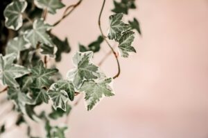 Aesthetic close-up of variegated ivy leaves on a vine against a soft background, emphasizing natural beauty.